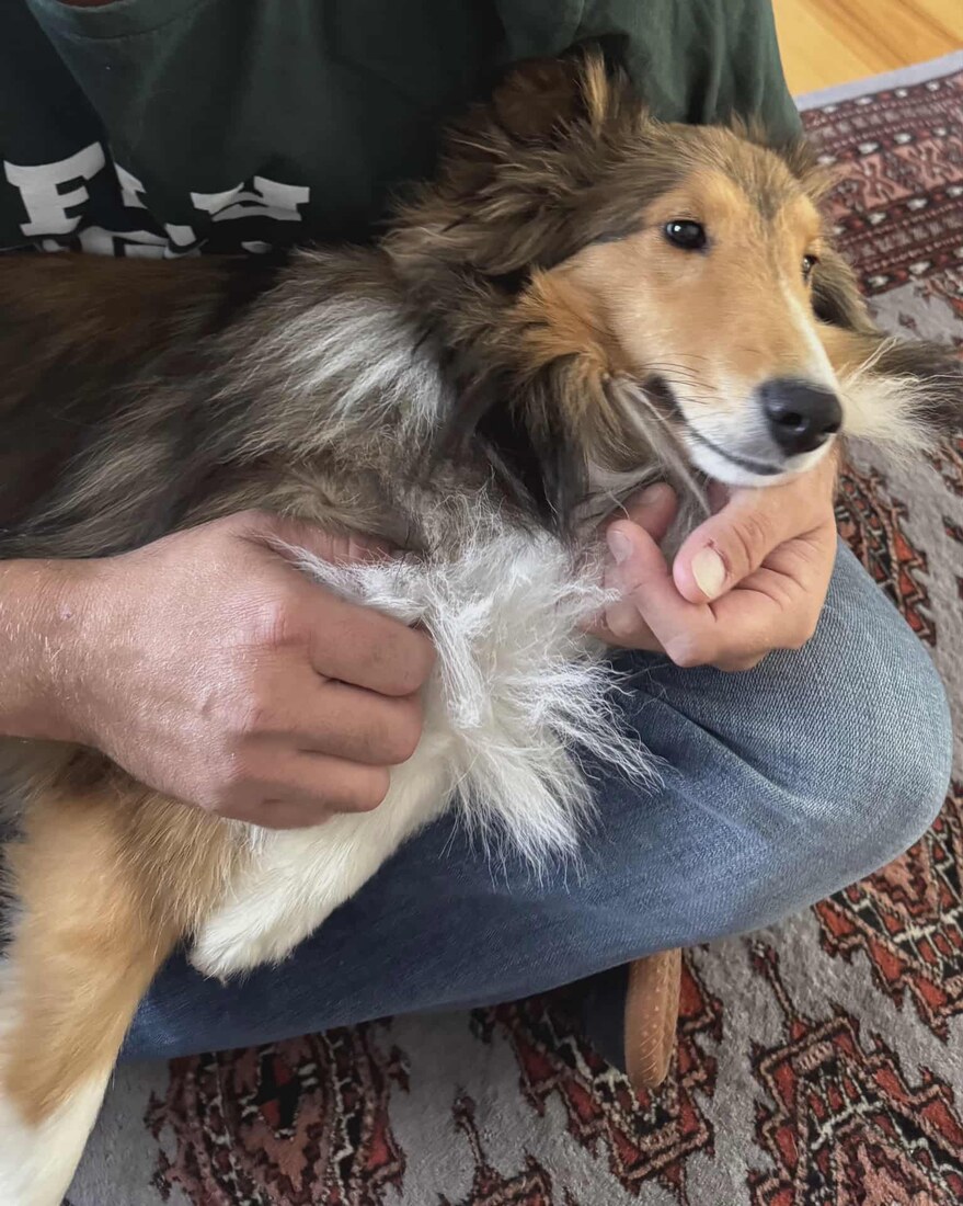 Sciacchi 10 months old