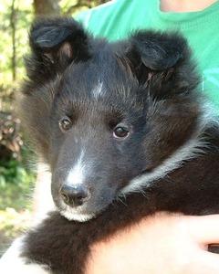 NoNo at 8 weeks old