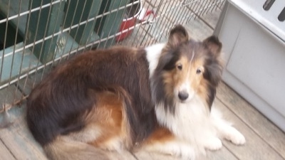 Annie at 11 years old
