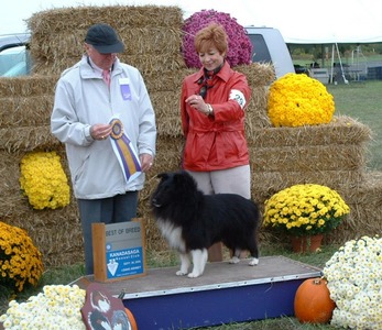 Coal Going BISS under Dr. Lee Reasin at CNY Shetland Sheepdog Club at Wine Country Shows
