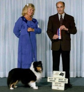 Lexi finishing her Canadian Championship with Our Dearest Friend, Fellow Breeder and Respected Judge Nancy Tibben of Golden Hylite Shelties
