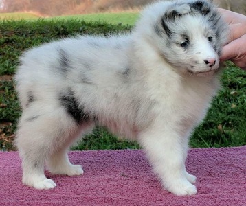 Cricket at about 8 weeks old:)