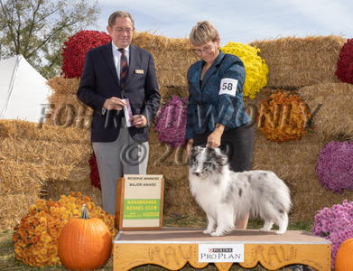 Cricket taking a Major handled by Terri Frenia at the Wine Country Show Curcuit.