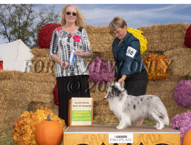 Cricket handled By Terri Frenia at the Wine Country Show Curcuit.