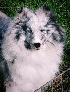 Cricket at 2.5 years old