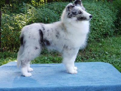 Roxy 20 weeks old