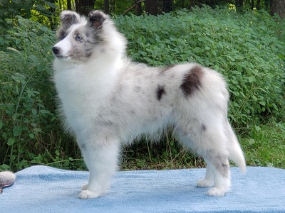 Roxy 20 weeks old