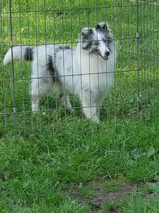 Roxy 23 weeks old