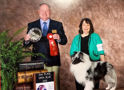AM CH Odyssey Android Placing 2nd in Open Blue at The ASSA Nationals in 2014.
